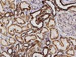 SOD2 Antibody in Immunohistochemistry (Paraffin) (IHC (P))