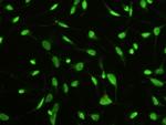 MST1 (STK4) Antibody in Immunocytochemistry (ICC/IF)