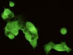 STUB1 Antibody in Immunocytochemistry (ICC/IF)