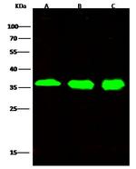 STUB1 Antibody in Western Blot (WB)