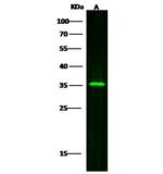 SULT2A1 Antibody in Western Blot (WB)