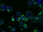 TROP2 Antibody in Immunocytochemistry (ICC/IF)