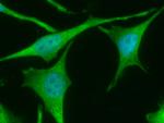 TrxR1 Antibody in Immunocytochemistry (ICC/IF)