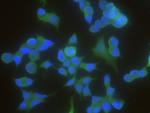 14-3-3 beta Antibody in Immunocytochemistry (ICC/IF)