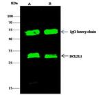 Bcl-xL Antibody in Immunoprecipitation (IP)