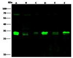 Bcl-xL Antibody in Western Blot (WB)