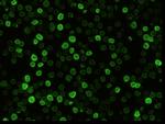 CD147 Antibody in Immunocytochemistry (ICC/IF)