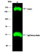 CD22 Antibody in Immunoprecipitation (IP)