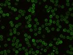 CD48 Antibody in Immunocytochemistry (ICC/IF)