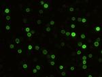 CD5 Antibody in Immunocytochemistry (ICC/IF)