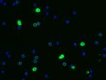 CEACAM1 Antibody in Immunocytochemistry (ICC/IF)