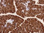 CEL Antibody in Immunohistochemistry (Paraffin) (IHC (P))