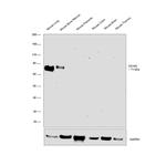 CD105 Antibody in Western Blot (WB)