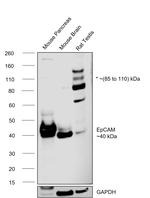 EpCAM Antibody in Western Blot (WB)