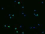 CD23 Antibody in Immunocytochemistry (ICC/IF)