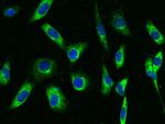 RAP Antibody in Immunocytochemistry (ICC/IF)