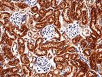 RAP Antibody in Immunohistochemistry (Paraffin) (IHC (P))