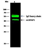 RAP Antibody in Immunoprecipitation (IP)