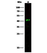 RAP Antibody in Western Blot (WB)