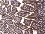 PDI Antibody in Immunohistochemistry (Paraffin) (IHC (P))