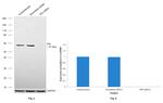 PDI Antibody in Western Blot (WB)