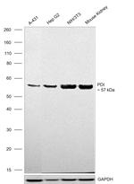 PDI Antibody in Western Blot (WB)