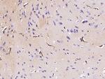 Podoplanin Antibody in Immunohistochemistry (Paraffin) (IHC (P))