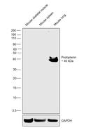 Podoplanin Antibody in Western Blot (WB)