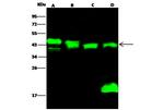 PPM1A Antibody in Western Blot (WB)