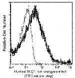 Syndecan 4 Antibody in Flow Cytometry (Flow)