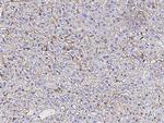 SERPINF2 Antibody in Immunohistochemistry (Paraffin) (IHC (P))