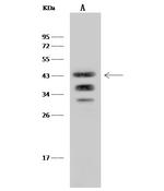 Ly-108 Antibody in Western Blot (WB)