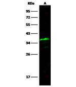 SPARC Antibody in Western Blot (WB)