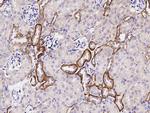 TROP2 Antibody in Immunohistochemistry (Paraffin) (IHC (P))