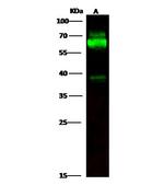 Tyrosine Hydroxylase Antibody in Western Blot (WB)