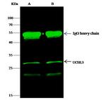 UCHL3 Antibody in Immunoprecipitation (IP)