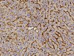 Vitronectin Antibody in Immunohistochemistry (Paraffin) (IHC (P))