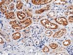 Cystatin C Antibody in Immunohistochemistry (Paraffin) (IHC (P))