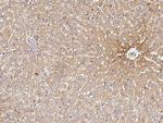 Transferrin Antibody in Immunohistochemistry (Paraffin) (IHC (P))