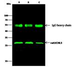 UCHL3 Antibody in Immunoprecipitation (IP)