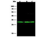 UCHL3 Antibody in Western Blot (WB)