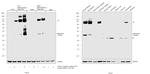 Adiponectin Antibody in Western Blot (WB)