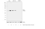 SFRP1 Antibody in Western Blot (WB)