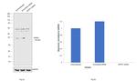 SFRP1 Antibody in Western Blot (WB)