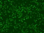 TNFRSF14 Antibody in Immunocytochemistry (ICC/IF)