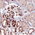 Emerin Antibody in Immunohistochemistry (Paraffin) (IHC (P))