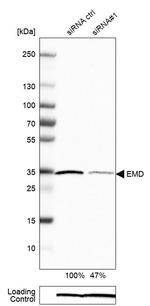 Emerin Antibody