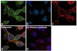 FABP7 Antibody in Immunocytochemistry (ICC/IF)