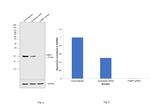 FABP7 Antibody in Western Blot (WB)