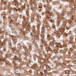 HMGCR Antibody in Immunohistochemistry (Paraffin) (IHC (P))